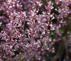 (c) nmoorhatch, some rights reserved (CC BY) Heuchera elegans, photograph (c) nmoorhatch, some rights reserved (CC BY)