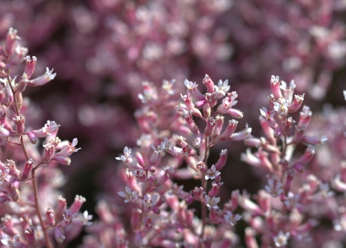 Heuchera elegans, photograph 5