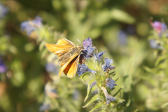 Thymelicus sylvestris