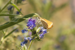 Thymelicus sylvestris