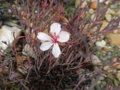 Pelargonium lanceolatum