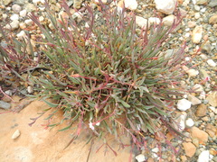 Pelargonium lanceolatum