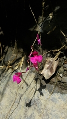 Comparettia falcata