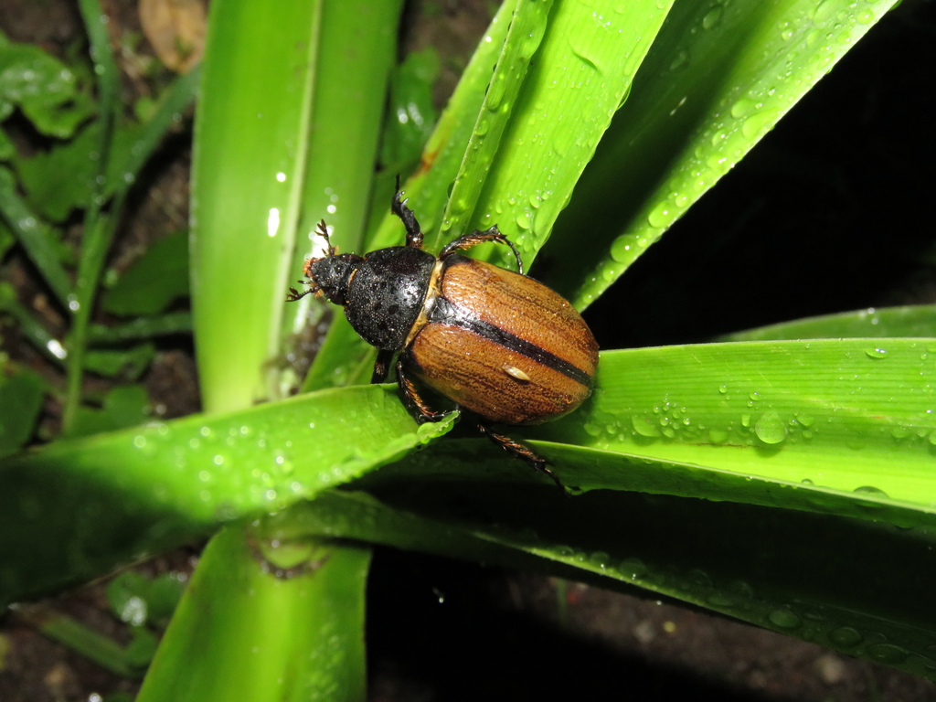 Golofa pelagon