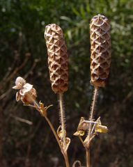 Trifolium billardierei