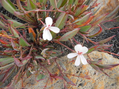 Pelargonium lanceolatum