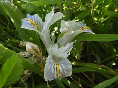 Iris palaestina