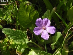 Erodium subintegrifolium