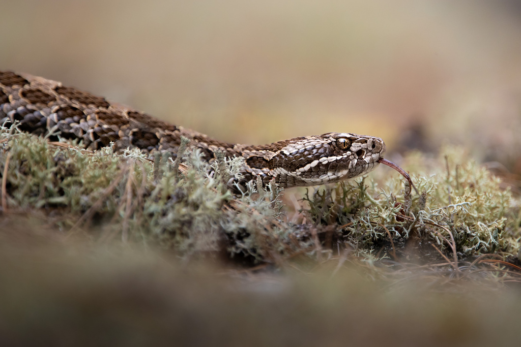 Massasauga