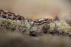 Massasauga photo 4