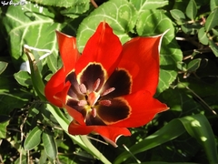 Tulipa agenensis