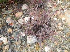 Pelargonium lanceolatum