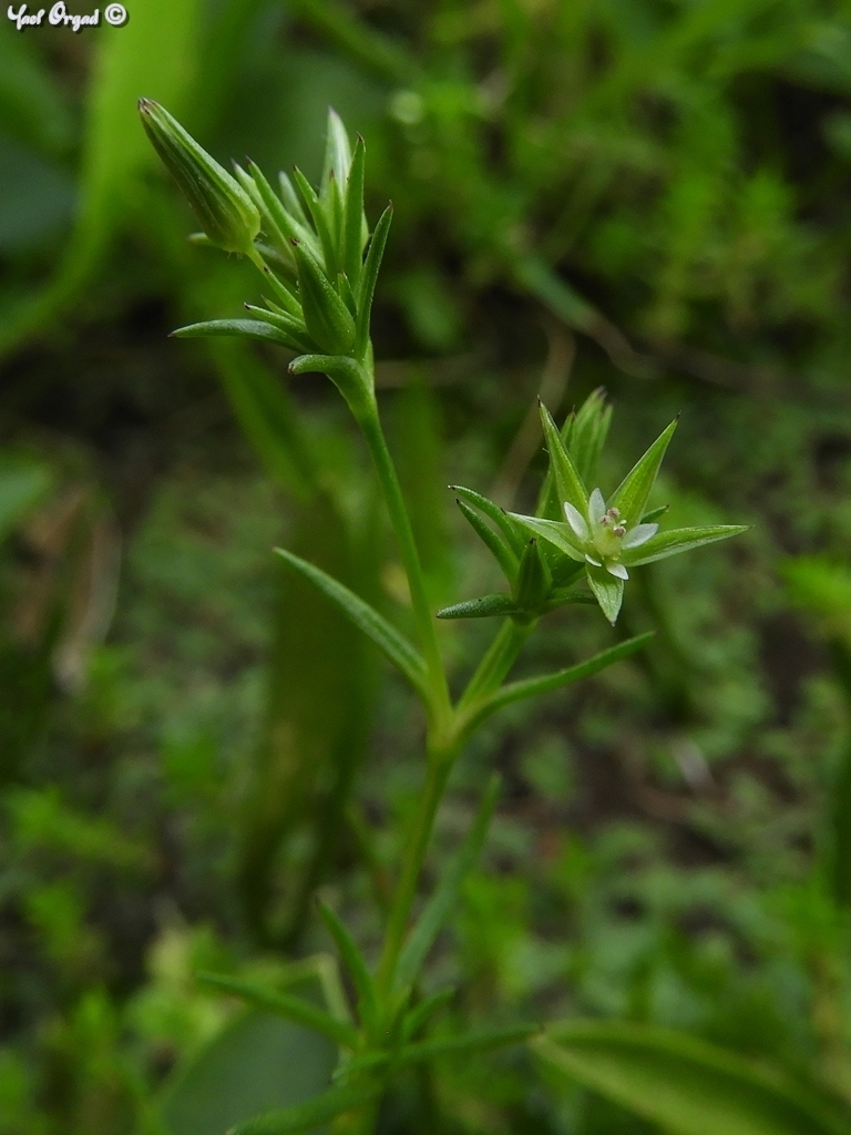 Mediterranean Sandwort
