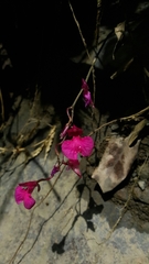 Comparettia falcata