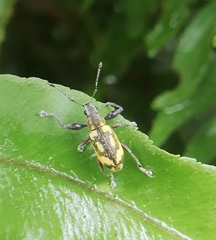 Galapaganus howdenae