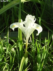 Iris palaestina
