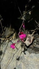 Comparettia falcata