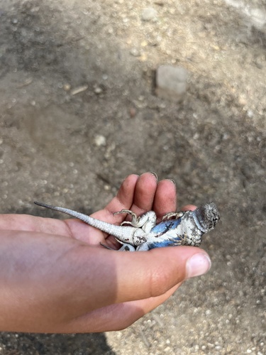 iNaturalist observation photo of Western Fence Lizard