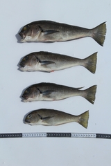 Caulolatilus affinis