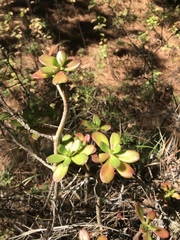 Sedum praealtum