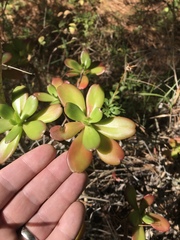 Sedum praealtum
