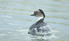 Podiceps occipitalis occipitalis