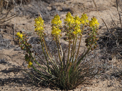 Bulbine abyssinica