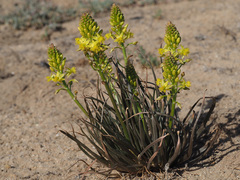 Bulbine abyssinica