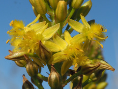 Bulbine abyssinica