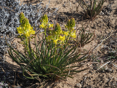 Bulbine abyssinica