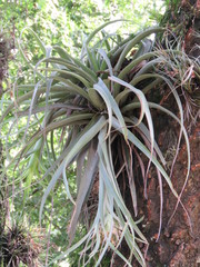 Tillandsia schreiteri