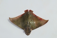 Longnose Eagle Ray photo 3