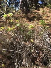 Sedum praealtum