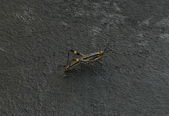 Zonocerus variegatus