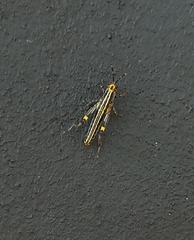 Zonocerus variegatus