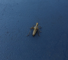 Zonocerus variegatus