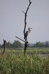 Ardea herodias herodias