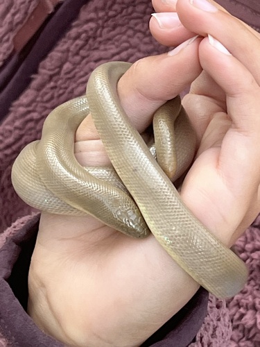 iNaturalist observation photo of Northern Rubber Boa