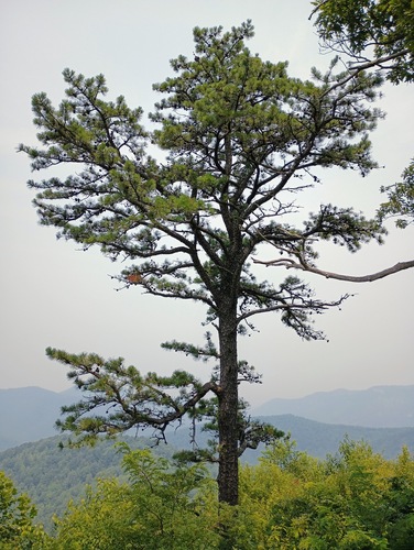 Virginia pine (Pinus virginiana)