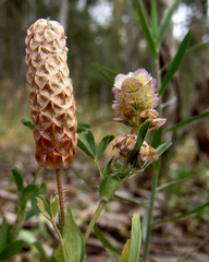 Trifolium billardierei