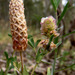 Trifolium billardierei - Photo 由 Ron Frumkin 所上傳的 (c) Ron Frumkin，保留部份權利CC BY-NC