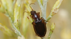 Tanystoma maculicolle