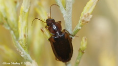 Tanystoma maculicolle
