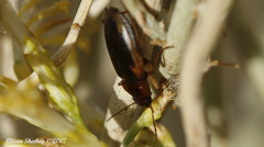 Tanystoma maculicolle