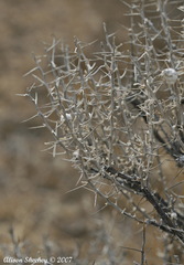 Tetradymia