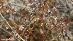 Eriogonum deflexum
