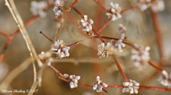 Eriogonum deflexum