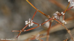 Eriogonum deflexum