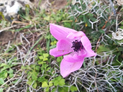 Poppy anemone