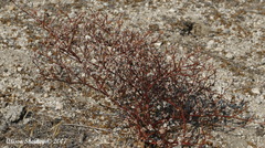 Oligogonum